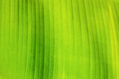 Full frame shot of green leaves