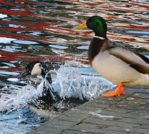 Close-up of swan swimming in lake