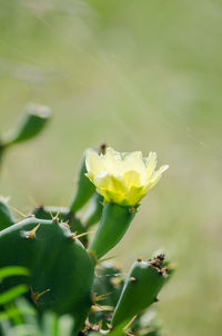 Close-up of yellow flower blooming outdoors