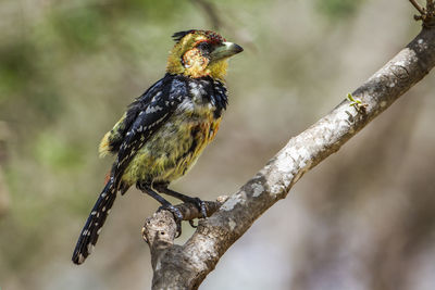 Close-up of bird perching on branch