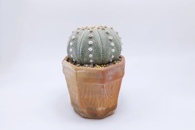 Close-up of succulent plant against white background