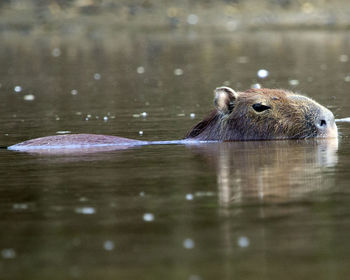 Closeup portrait of a capybara half submerged in water in river, bolivia.