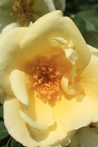 Close-up of yellow hibiscus blooming outdoors
