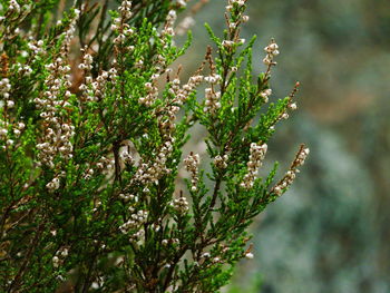 Close-up of flowering plant