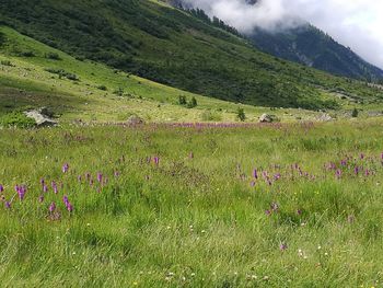 Scenic view of grassy field against cloudy sky