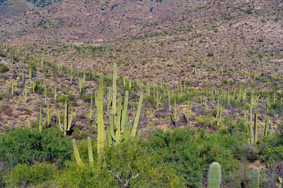 High angle view of plants growing on land