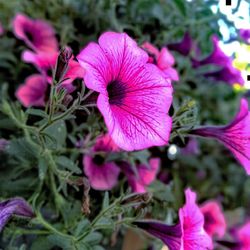 Close-up of pink flowers