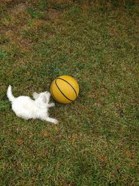 High angle view of yellow ball on field