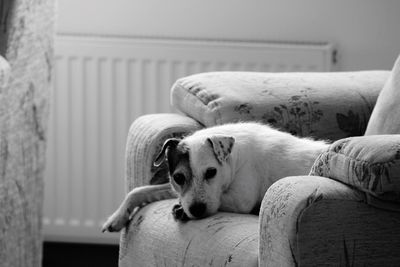 Close-up of dog sleeping on sofa at home