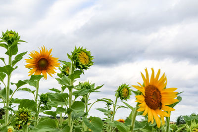 Close-up of yellow flowering plant against cloudy sky