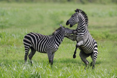 Zebra and zebras on field