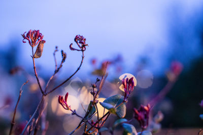 Close-up of flowering plant