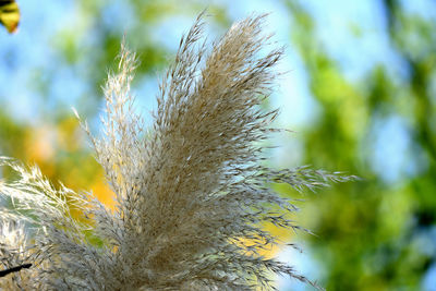 Close-up of crops against sky