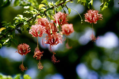 Close-up of flowers blooming on tree