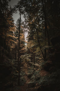 Low angle view of trees in forest