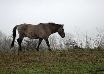 Horse standing on field