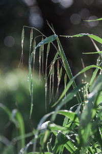 Close-up of wet plant