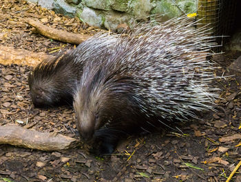 High angle view of an animal