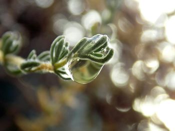 Close-up of plant