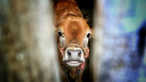Portrait of cow seen through wooden fence
