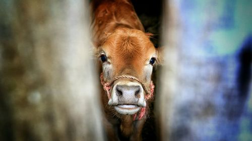 Close-up portrait of a goat