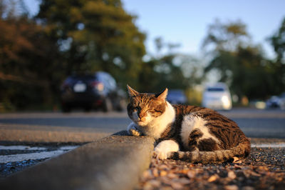 Portrait of cat sitting on retaining wall