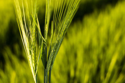 Close-up of wheat growing on field