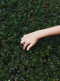 Midsection of woman hand on plant