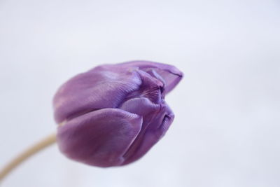 Close-up of purple flower over white background