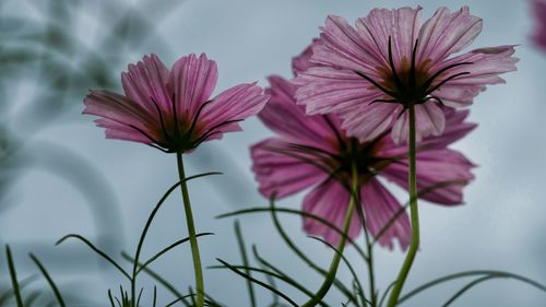 Close-up of pink flowering plants