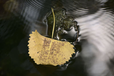 Portrait of a leaf in the water