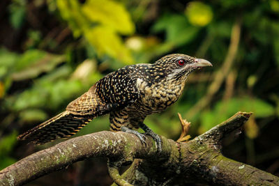 Close-up of a bird perching on branch