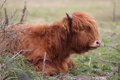 Side view of brown cattle