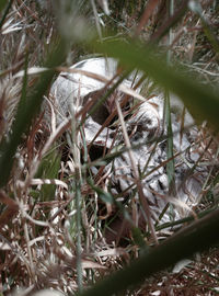 Close-up of a bird on land