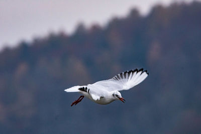Seagull flying in the sky