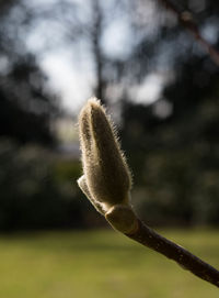 Close-up of plant