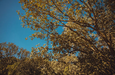 Low angle view of flowering tree against blue sky