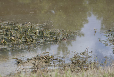 Reflection of plants in water