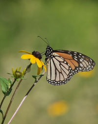 Close-up of butterfly pollinating on flower