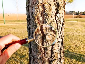 Cropped hand holding magnifying glass against tree trunk