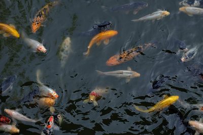 High angle view of koi carps swimming in lake