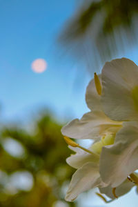 Close-up of yellow flowers