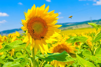 Close-up of sunflower on field against sky