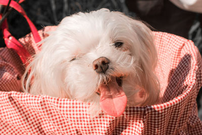 Close-up of a dog