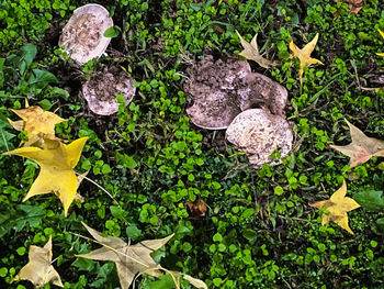 High angle view of leaves on field