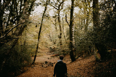 Rear view of man walking in forest