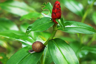 Close-up of snail on leaves