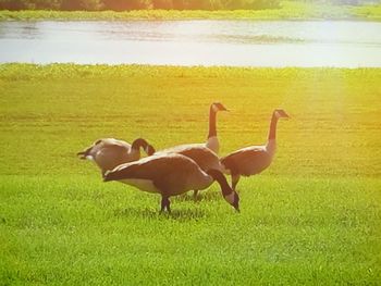 Scenic view of grassy field