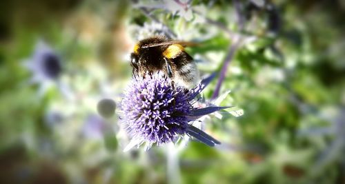 Close-up of bee on flower