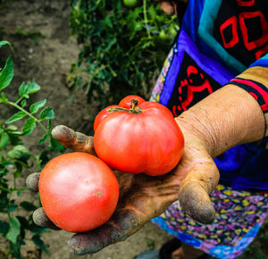 Midsection of man holding tomatoes